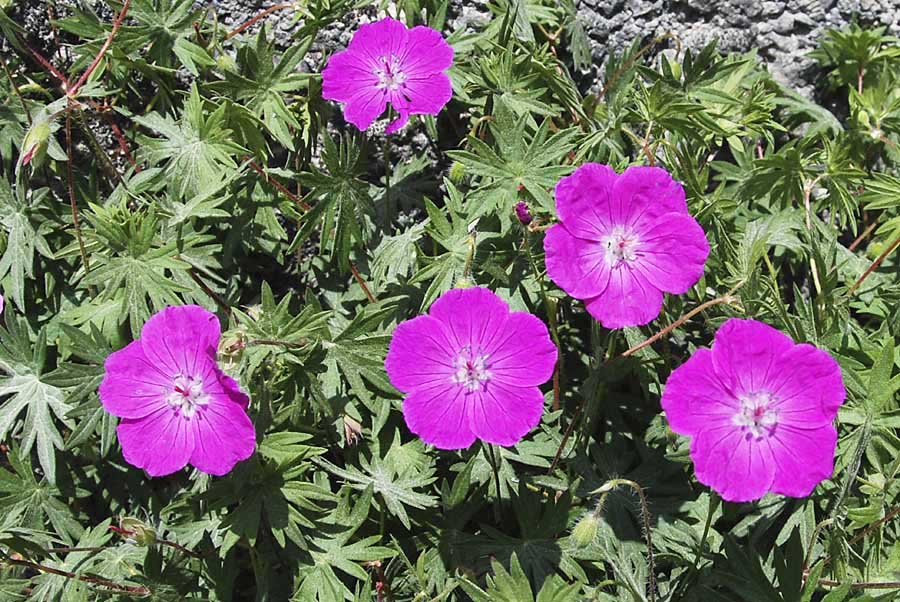 Geranium sanguineum